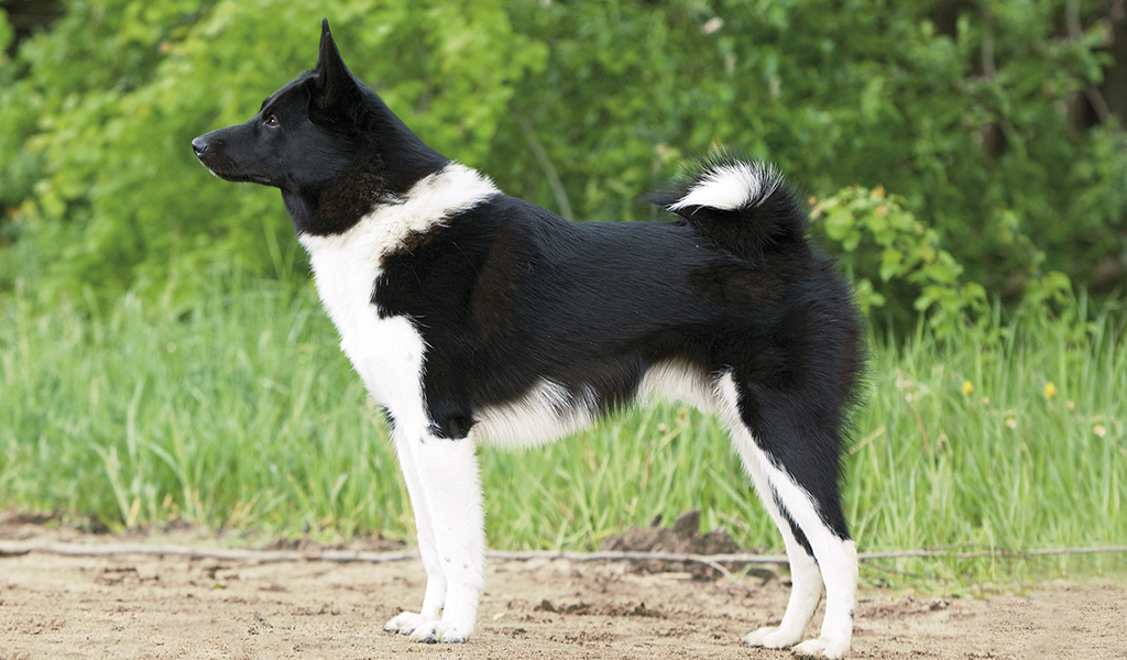 Russian-European husky