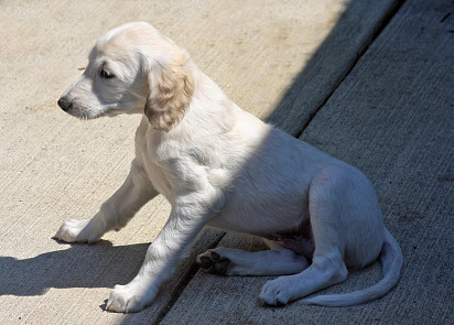 Saluki Puppy