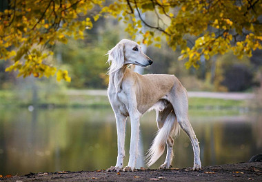 Saluki