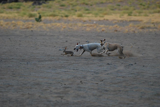 Salukis hunting hare