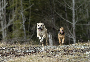 Saluki