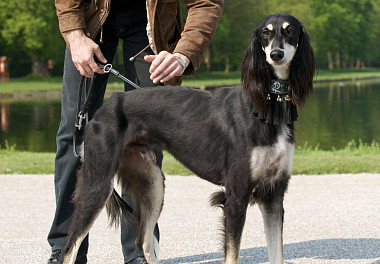 Saluki