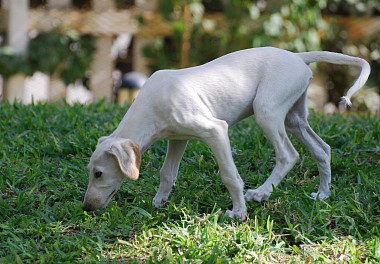 Saluki