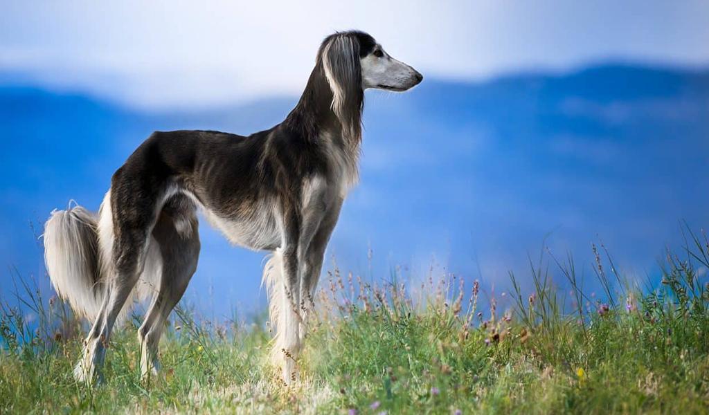 Saluki