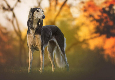 Saluki