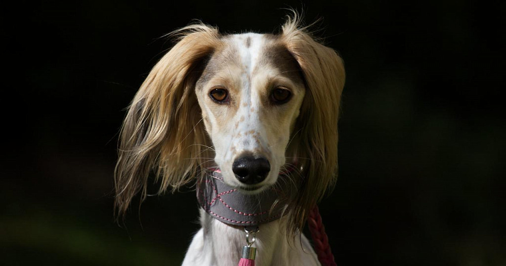 Saluki's Muzzle