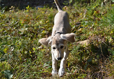 Saluki