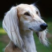 Saluki