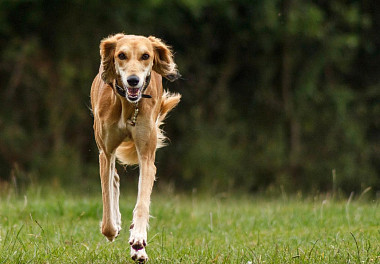 Saluki