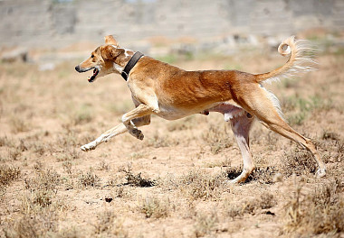 Saluki