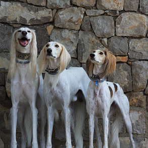 Saluki