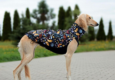 Saluki