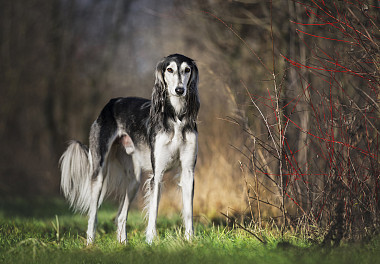 Saluki