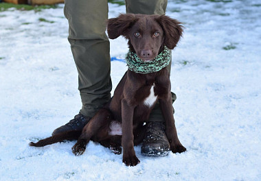 Saluki