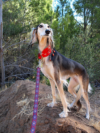 Saluki