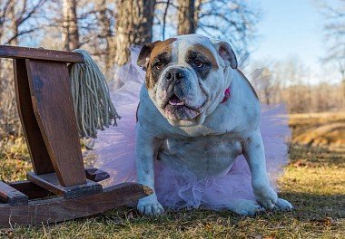 English Bulldog