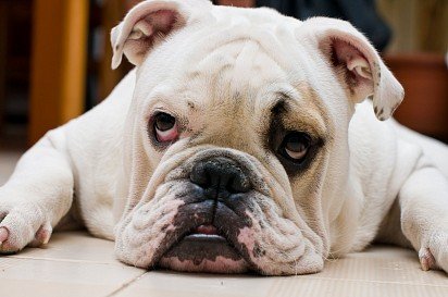 English bulldog white coloring