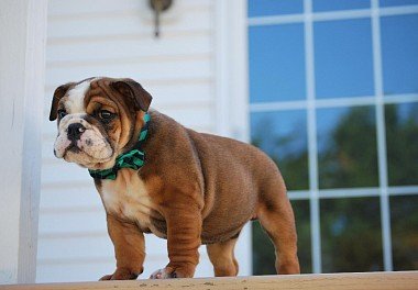 English Bulldog