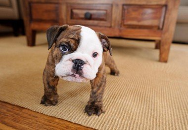 English Bulldog