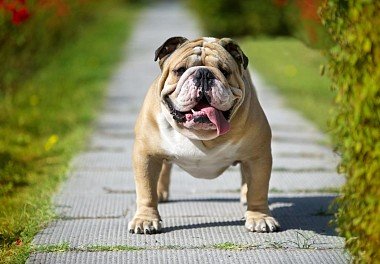 English Bulldog