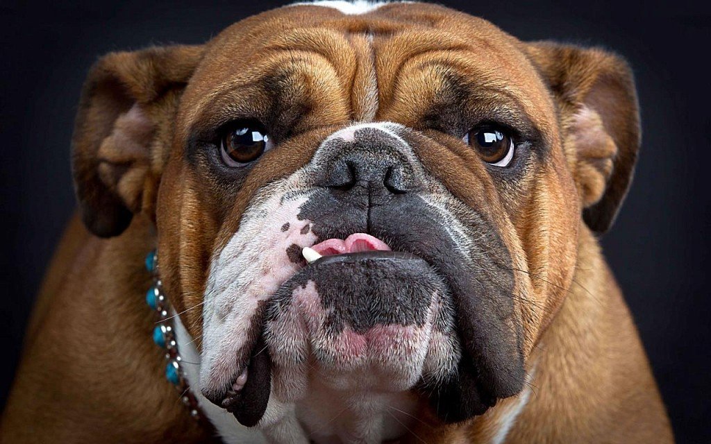 English bulldog muzzle