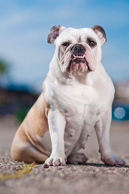 English Bulldog