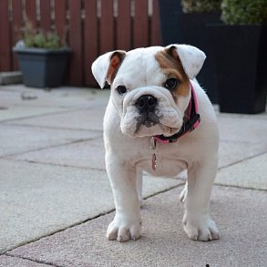 English Bulldog