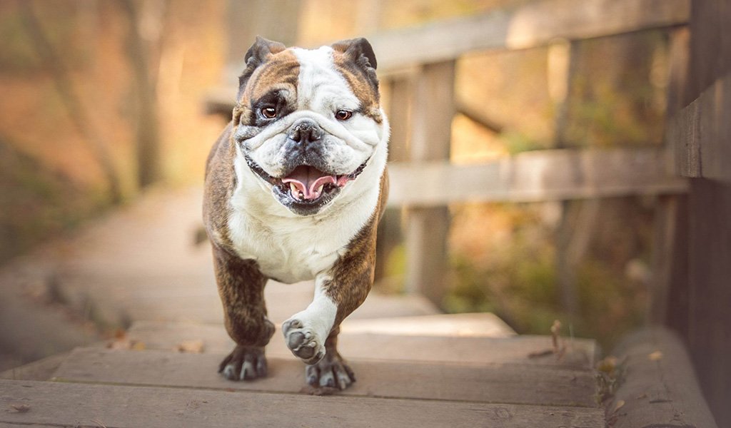 English Bulldog