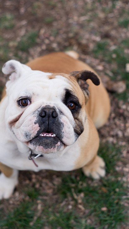 English Bulldog