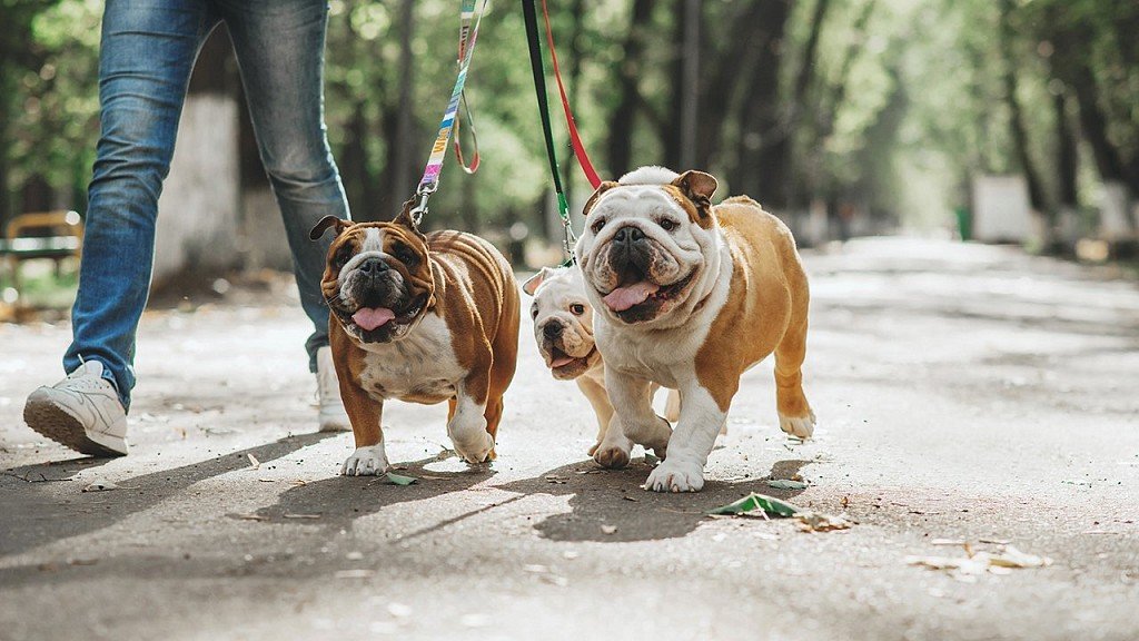 Walking with English Bulldogs