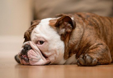 English Bulldog