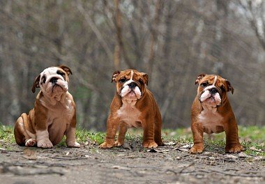 English Bulldog