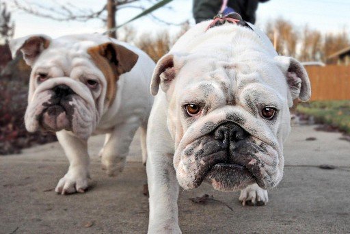 English Bulldog