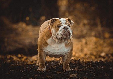 English Bulldog