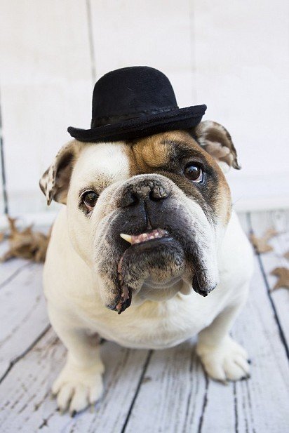 English Bulldog is a true gentleman