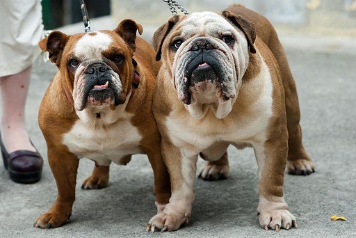 English Bulldog