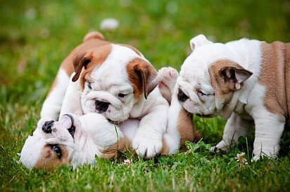 English Bulldog Puppies