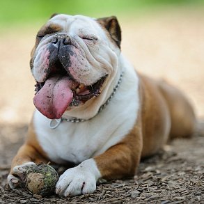 English Bulldog