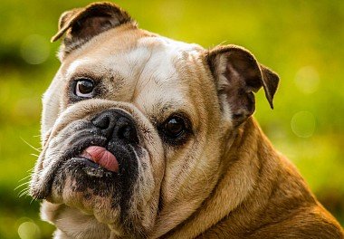 English Bulldog