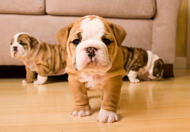 English Bulldog