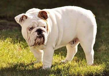 English Bulldog