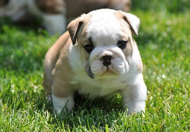 English Bulldog