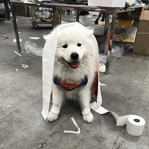 Samoyed dog