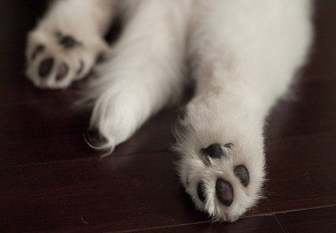 Samoyed dog