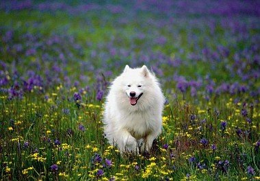 Samoyed Dog