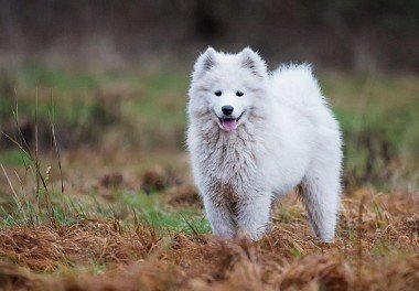 Samoyed dog