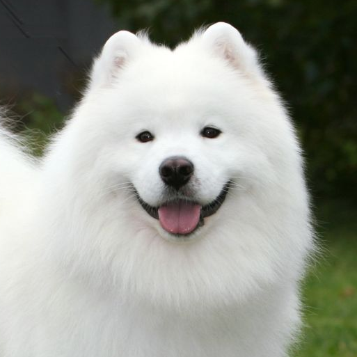 Samoyed dog 