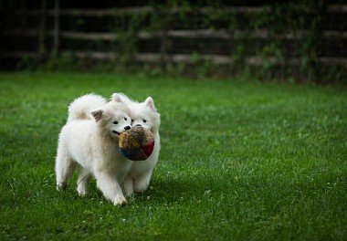 Samoyed dog