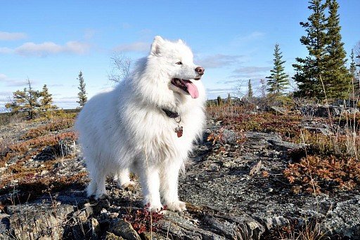 Wolf type Samoyed