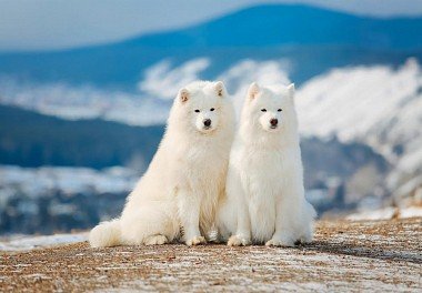 Samoyed dog